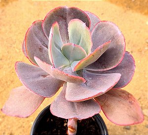 Echeveria mauna