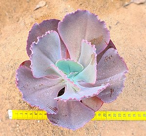 Echeveria mauna