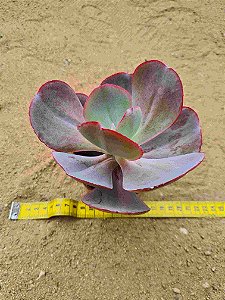 Echeveria mauna