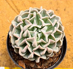 Echeveria pinwheel revolution