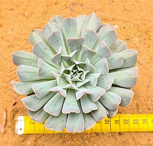 Echeveria pinwheel revolution