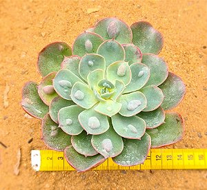 Echeveria raindrops
