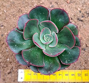 Echeveria Rauber
