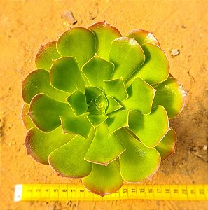 Aeonium arboreum v. holochrysum