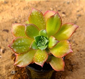 Aeonium decorum