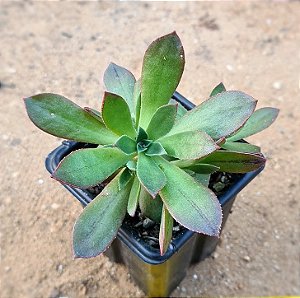 Aeonium decorum