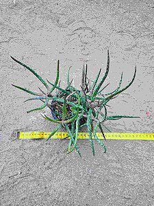 Aloe millotti