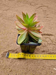 Crassula capitella campfire