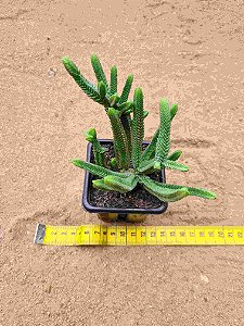 Crassula pyramidalis