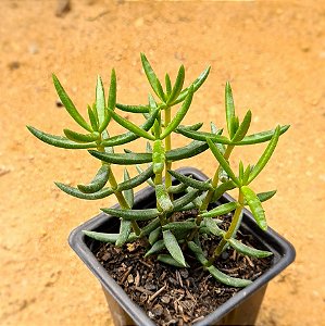 Crassula tetragona