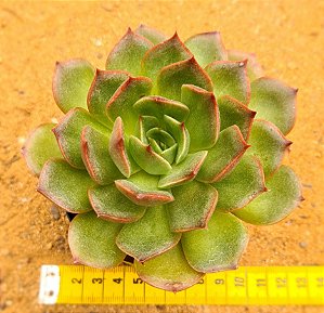 Echeveria Anne