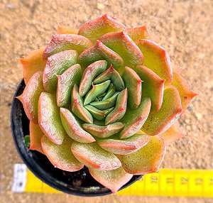 Echeveria Anne