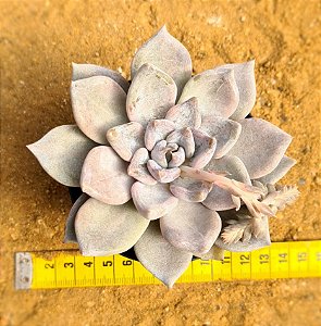 Echeveria Beverly