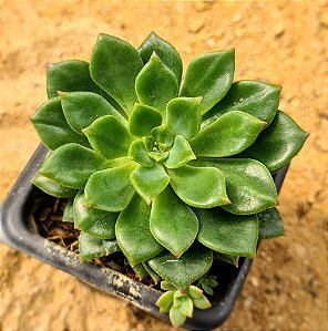 Echeveria Green emerald