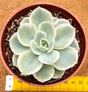 Echeveria Lemon rose variegata