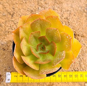 Echeveria lilleia