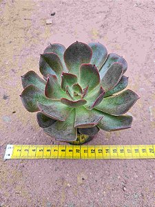 Echeveria lilleia