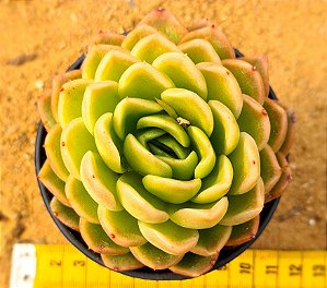 Echeveria nanacan