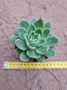Echeveria nanacan
