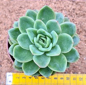 Echeveria nanacan