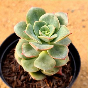 Echeveria nicksana