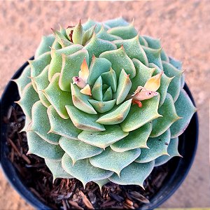 Echeveria ramillete