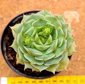 Echeveria ramillete