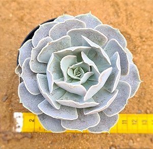 Echeveria runyonii san carlos