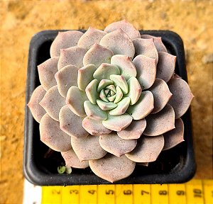 Echeveria graziella