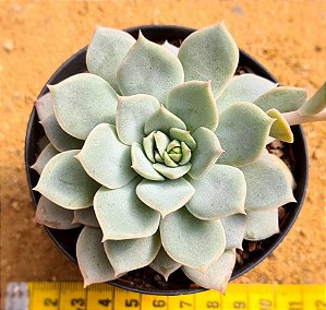 Echeveria van breen