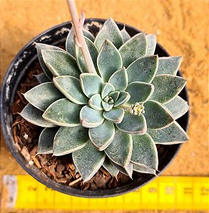 Echeveria winds of change