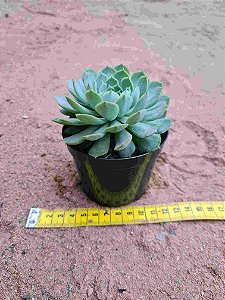 Echeveria Zucha