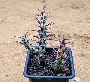 Euphorbia aeruginosa