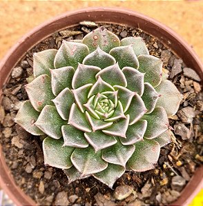 Graptopetalum bellum / Tacitus bellus