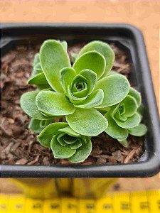 Greenovia dodrentalis