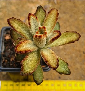 Kalanchoe tomentosa chocolate soldier