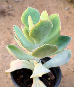 Cotyledon orbiculata