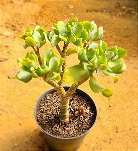 Crassula arborescens undulatifolia