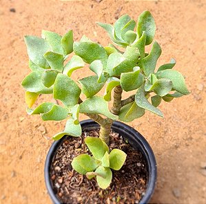 Crassula arborescens undulatifolia