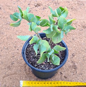 Crassula arborescens undulatifolia