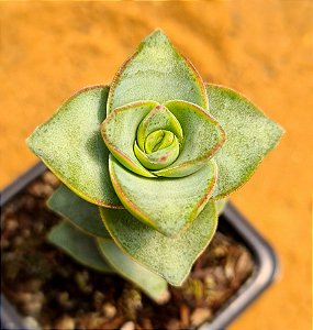 Crassula conjuncta/ perforata