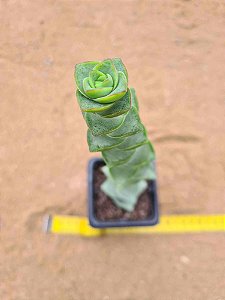 Crassula conjuncta/ perforata