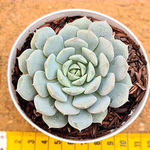 Echeveria Clara