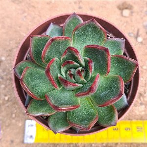 Echeveria Frank reinelt