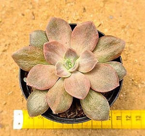 Echeveria Ness