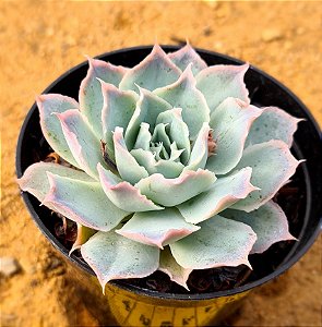 Echeveria Ocean rain