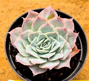 Echeveria Ocean rain