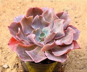 Echeveria Painted purple