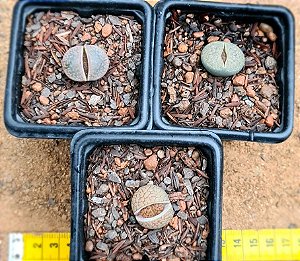Lithops spp
