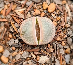 Lithops spp
